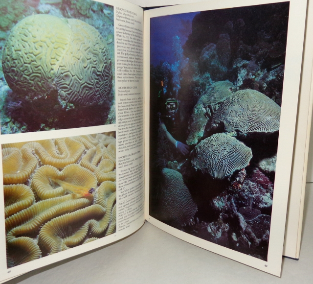 Ocean Realm Guide to Corals of Florida, Bahamas and the Caribbean Image for Ocean Realm Guide to Corals of Florida, Bahamas and the Caribbean
